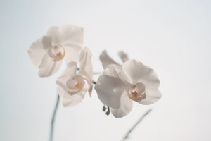 framedcanvas-print-graceful-orchids