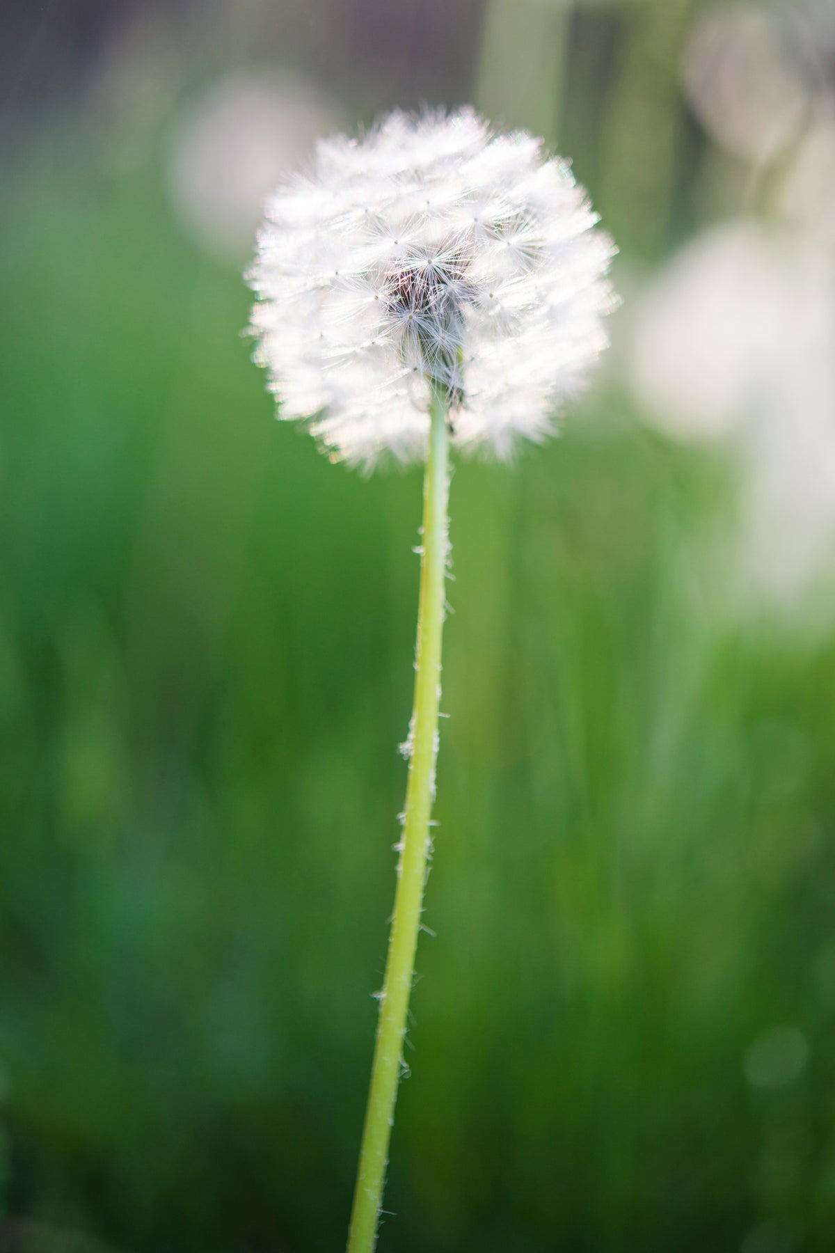 framedposter-print-dandelion