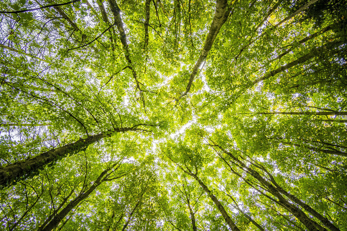 3-piece-aluminium-print-under-the-treetops