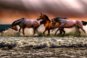 3-piece-canvas-print-freedom-for-horses