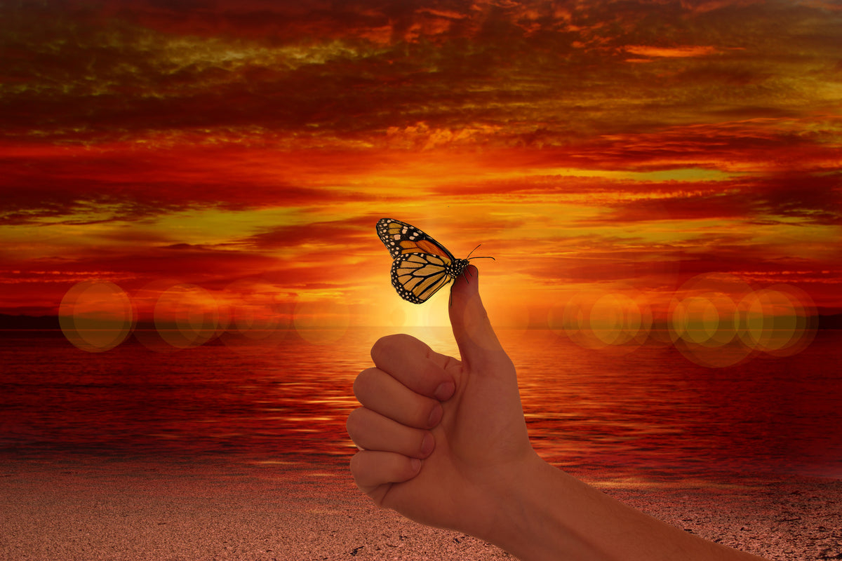 canvas-print-the-butterfly-in-the-evening-light