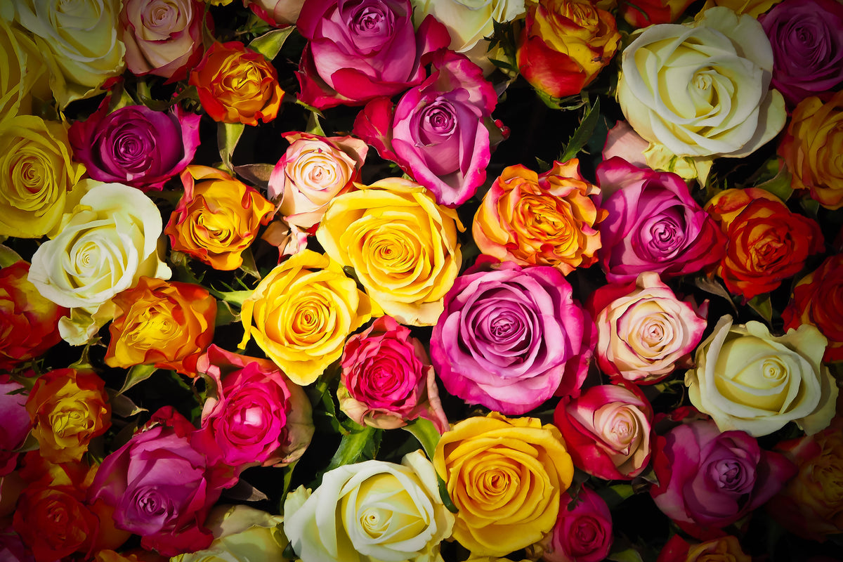 aluminium-print-many-colorful-rose-petals