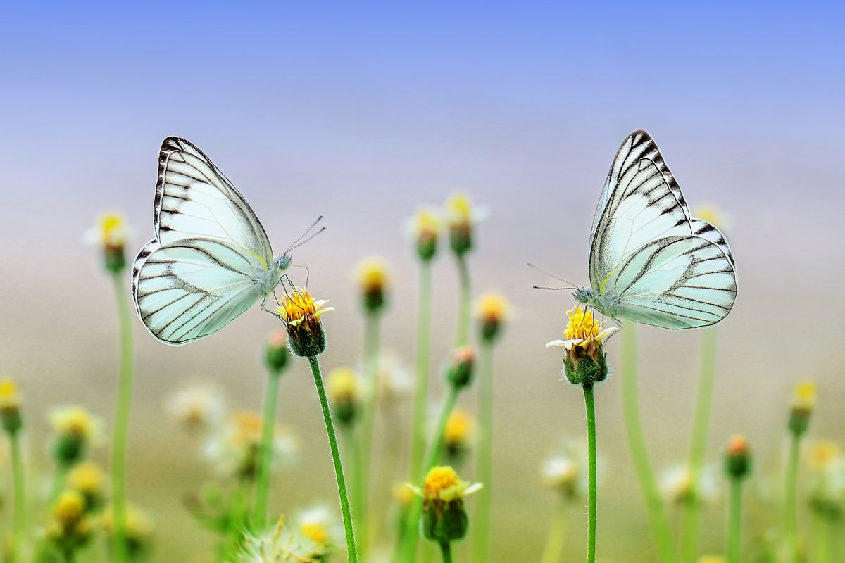 canvas-print-2-butterflies