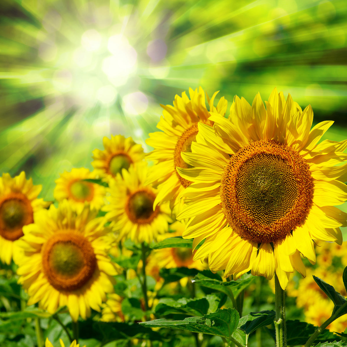 acrylic-print-the-sun-and-the-flowers