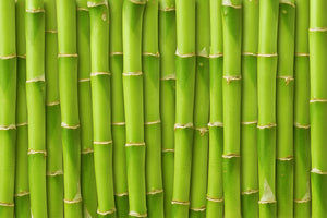 3-piece-acrylic-print-bamboo-wall