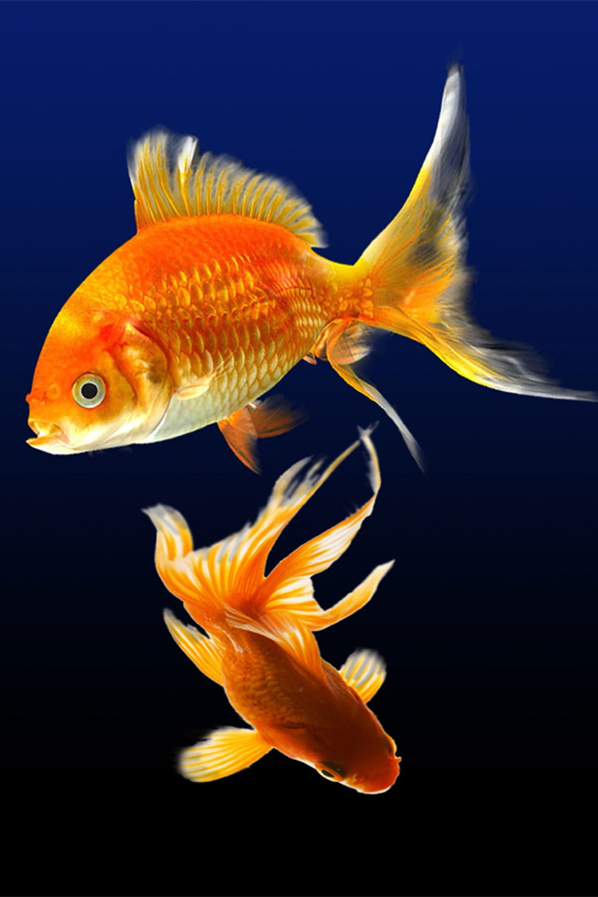aluminium-print-charming-fish