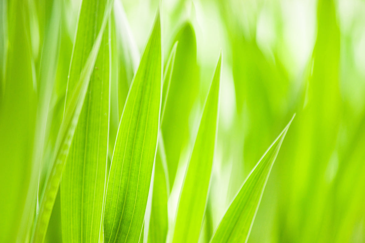 canvas-print-grass-xxl