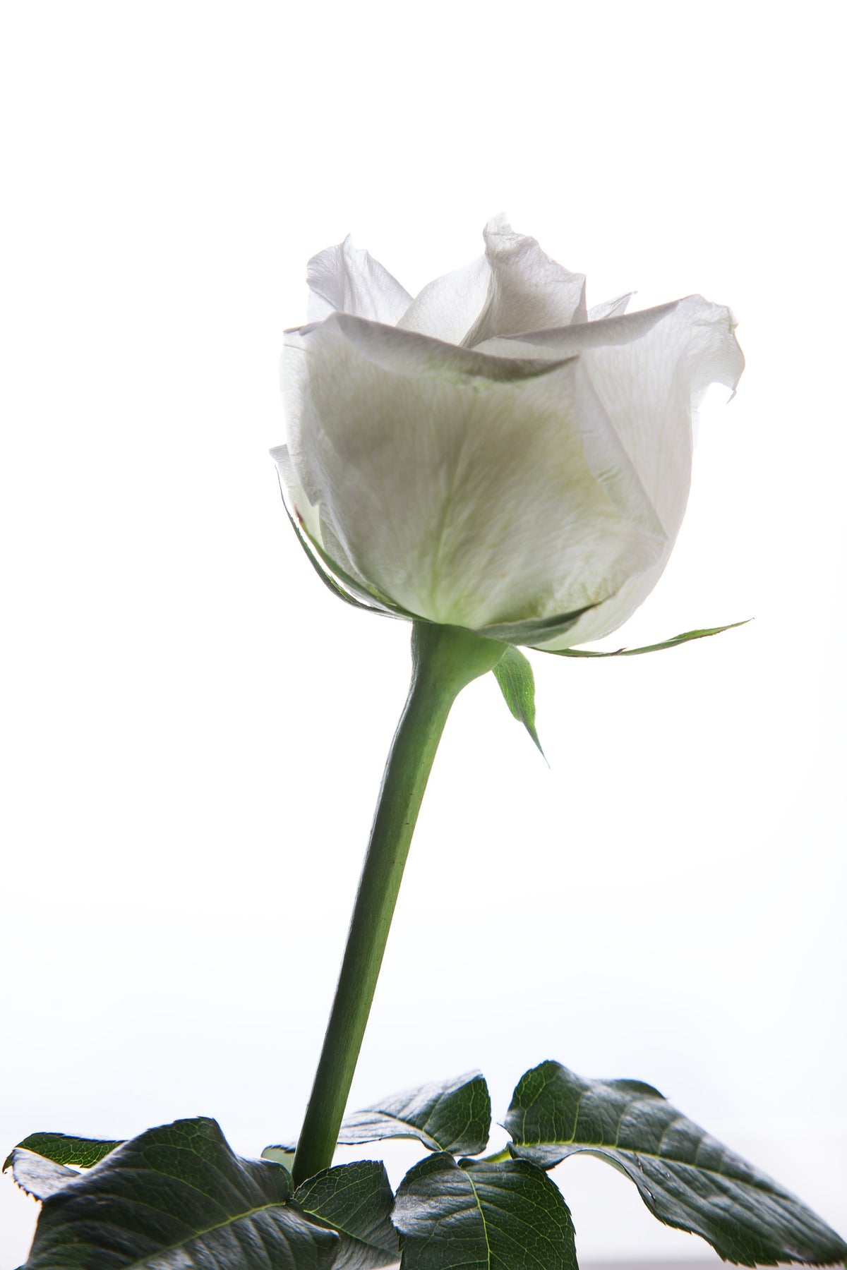 canvas-print-on-behalf-of-the-rose