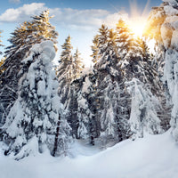 poster-print-fir-in-snow