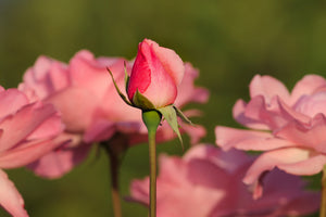 poster-print-the-rosebud
