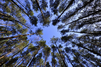 poster-print-under-high-treetops