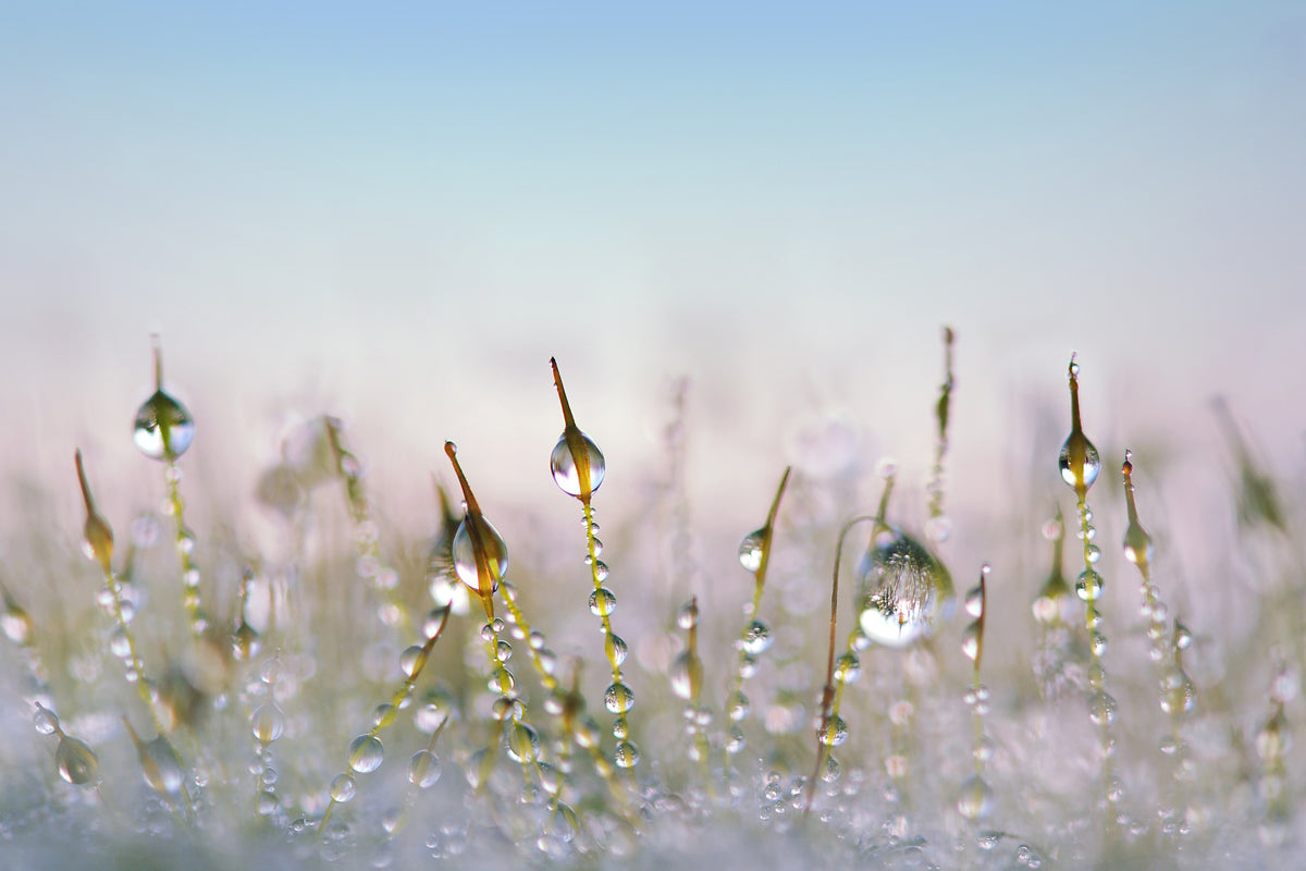 3-piece-aluminium-print-the-dew-drops