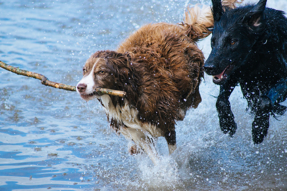 framedcanvas-print-playing-dogs