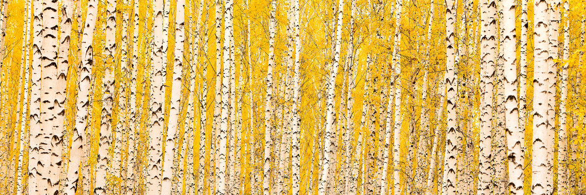 panoramic-3-piece-canvas-print-the-birch-forest-in-autumn-panorama