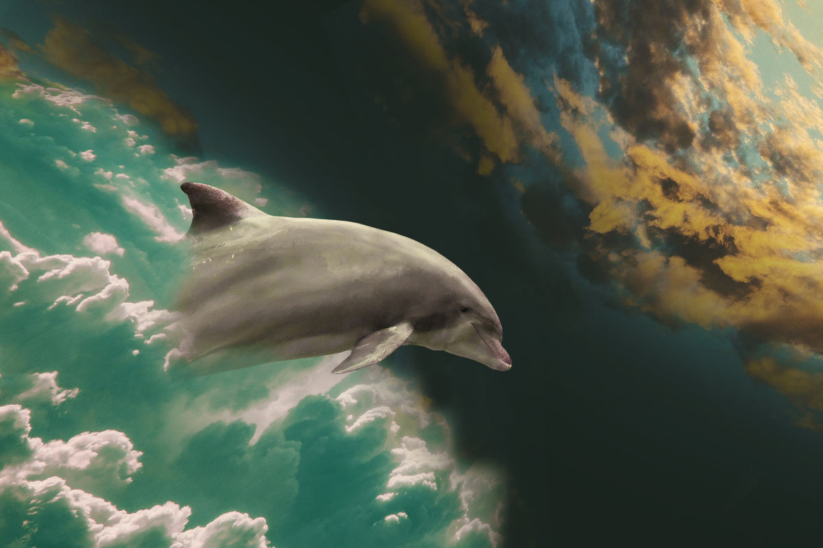 framedcanvas-print-fascination-dolphin