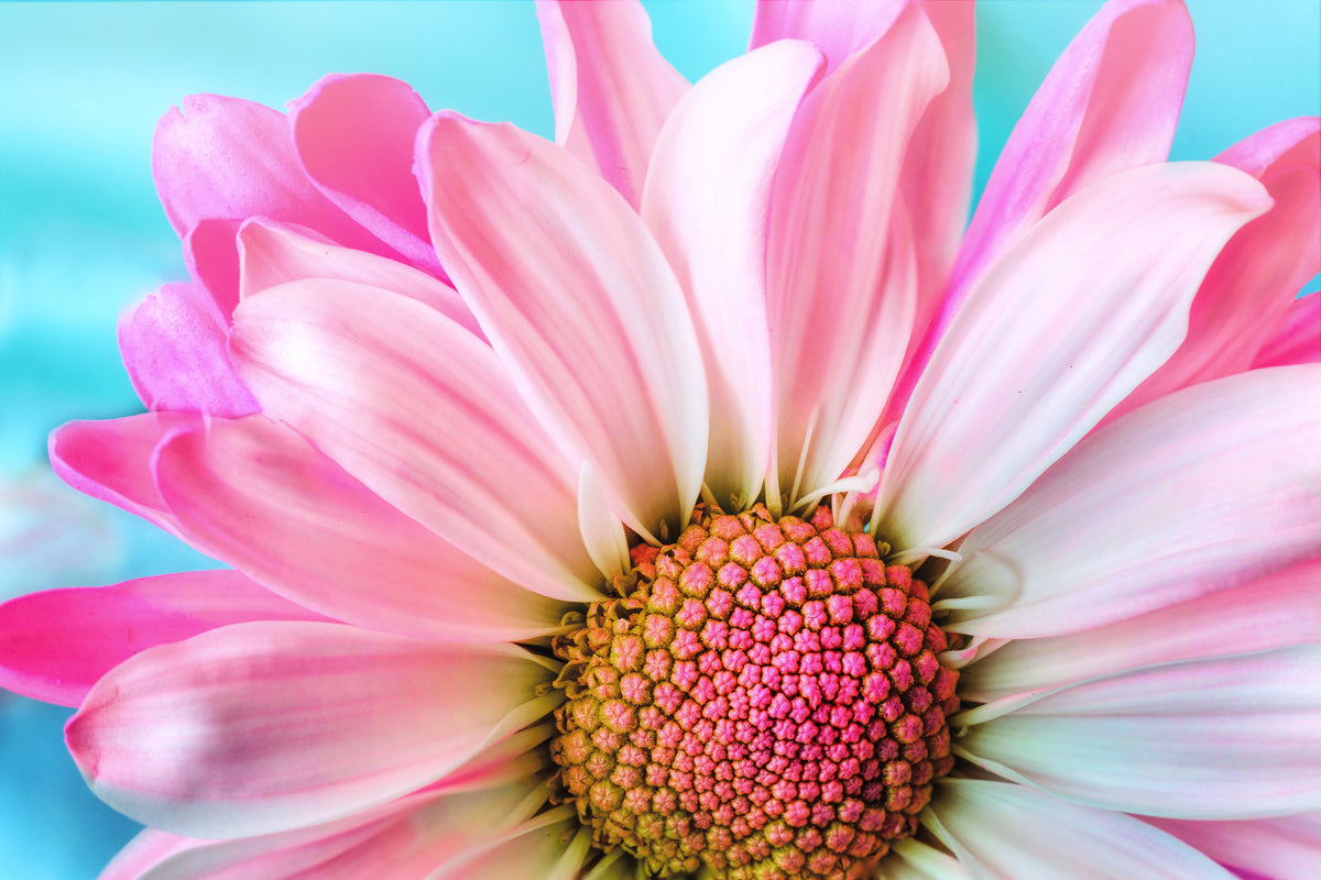 3-piece-aluminium-print-colored-flower