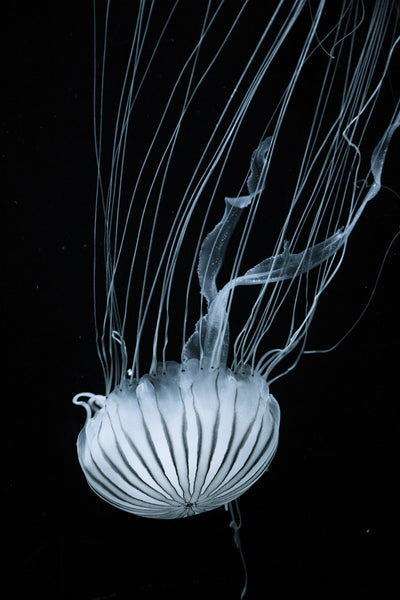 poster-print-beware-jellyfish