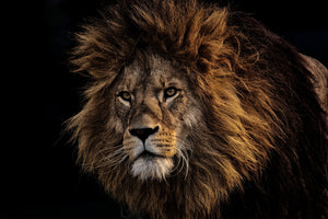 3-piece-canvas-print-portrait-of-a-lion
