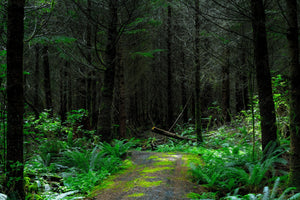 framedcanvas-print-wild-forest