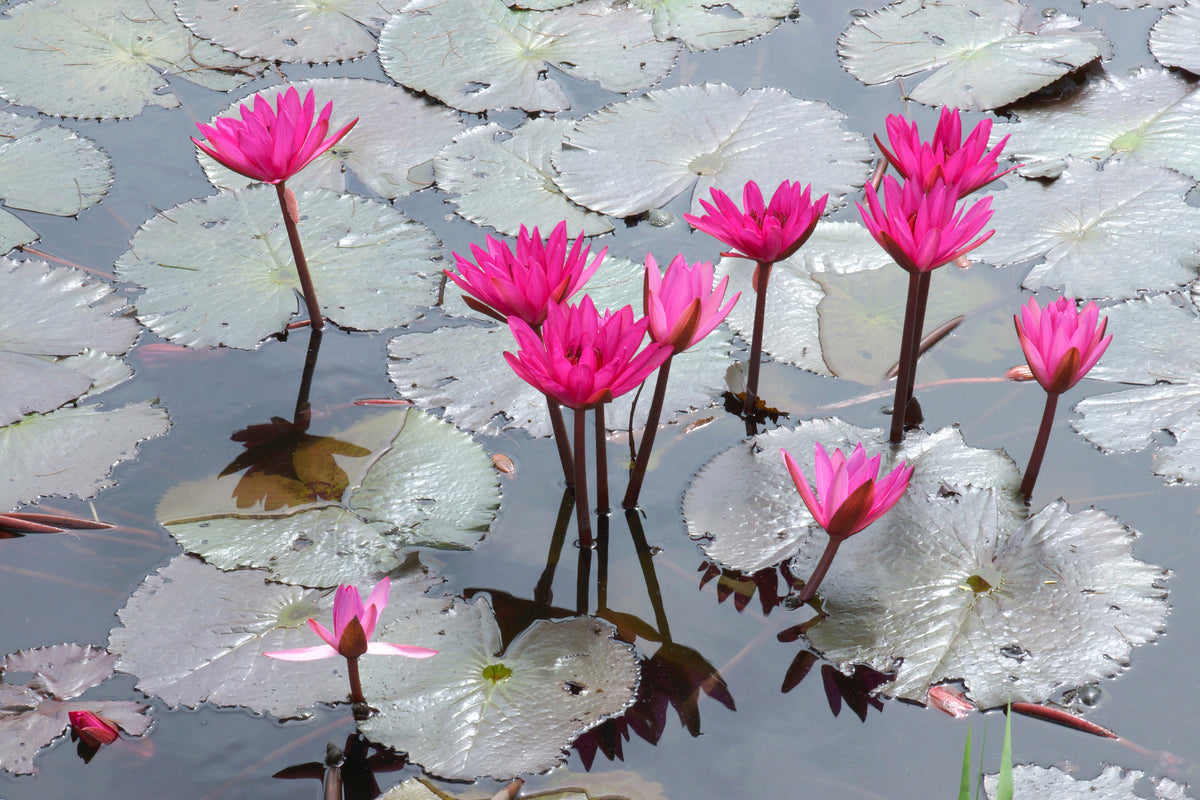 3-piece-acrylic-print-jump-in-the-lily-pond