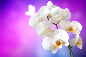 3-piece-acrylic-print-flower-power-orchid