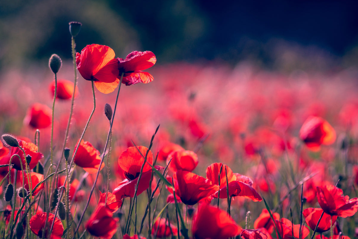 3-piece-canvas-print-in-the-poppy-field