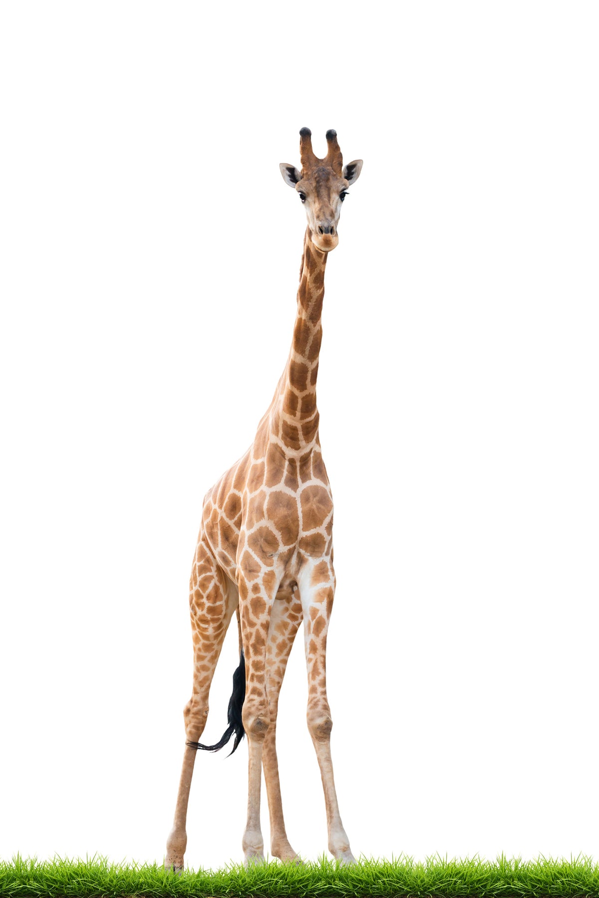 canvas-print-the-long-giraffe