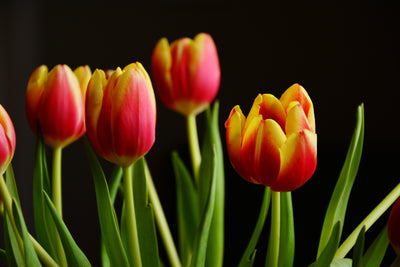 poster-print-colorful-tulips