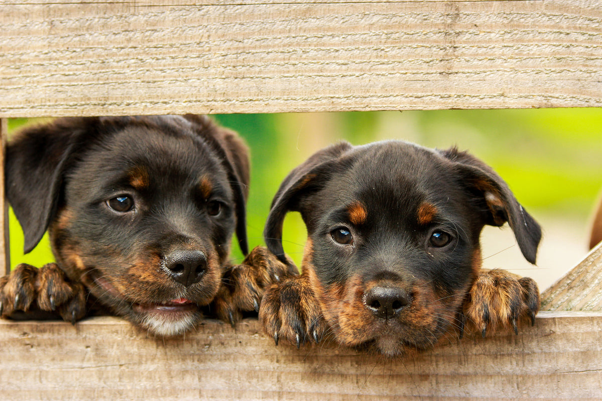 acrylic-print-2-rottweiler-puppies