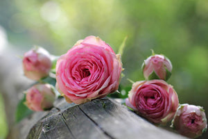 3-piece-aluminium-print-bush-roses
