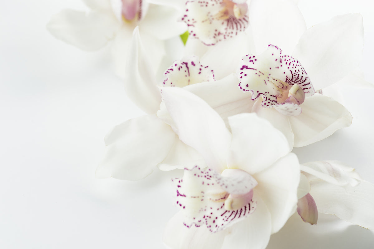 modern-3-piece-acrylic-print-fantastic-orchids