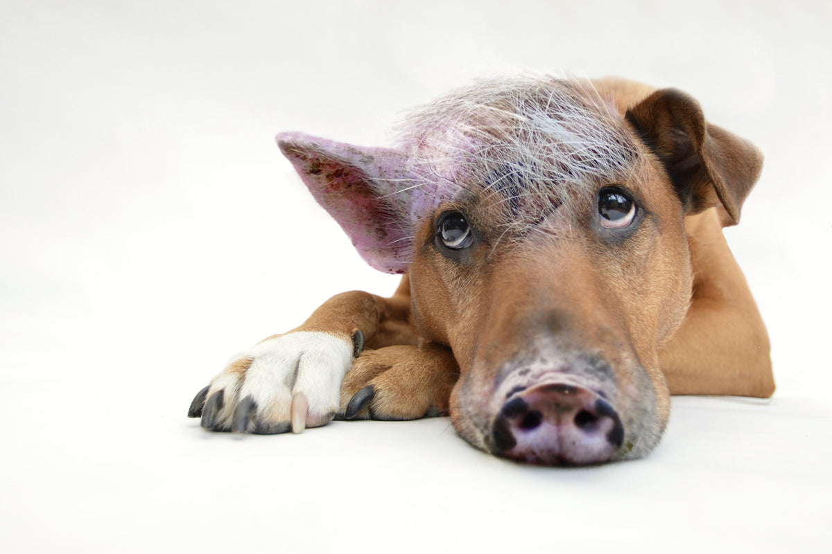 framedcanvas-print-the-funny-pig-dog