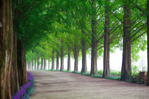 3-piece-aluminium-print-beautiful-tree-avenue