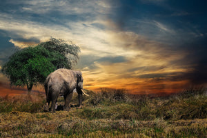 3-piece-canvas-print-the-elephant-in-the-sunset