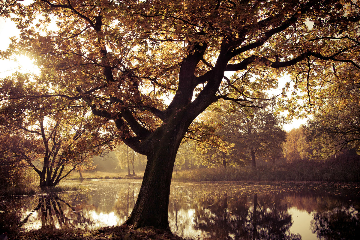 aluminium-print-landscape-park
