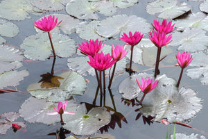 modern-3-piece-canvas-print-jump-in-the-lily-pond
