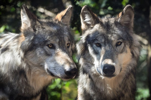 aluminium-print-2-wolves