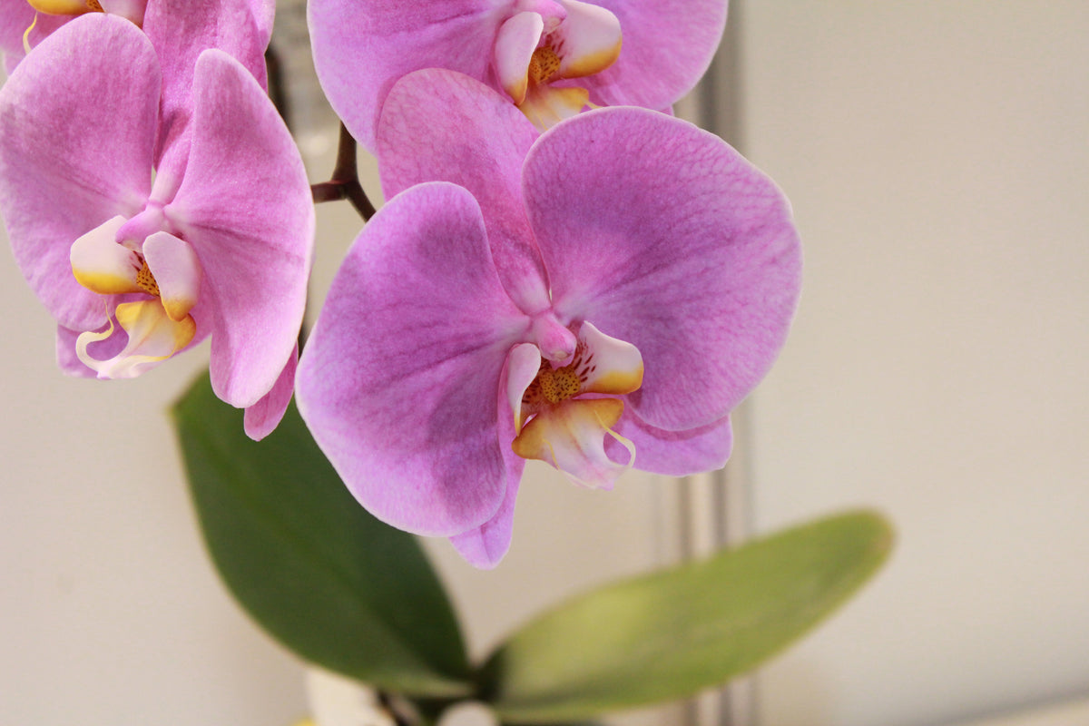 framedposter-print-orchids-with-purple-flowers-in-xl