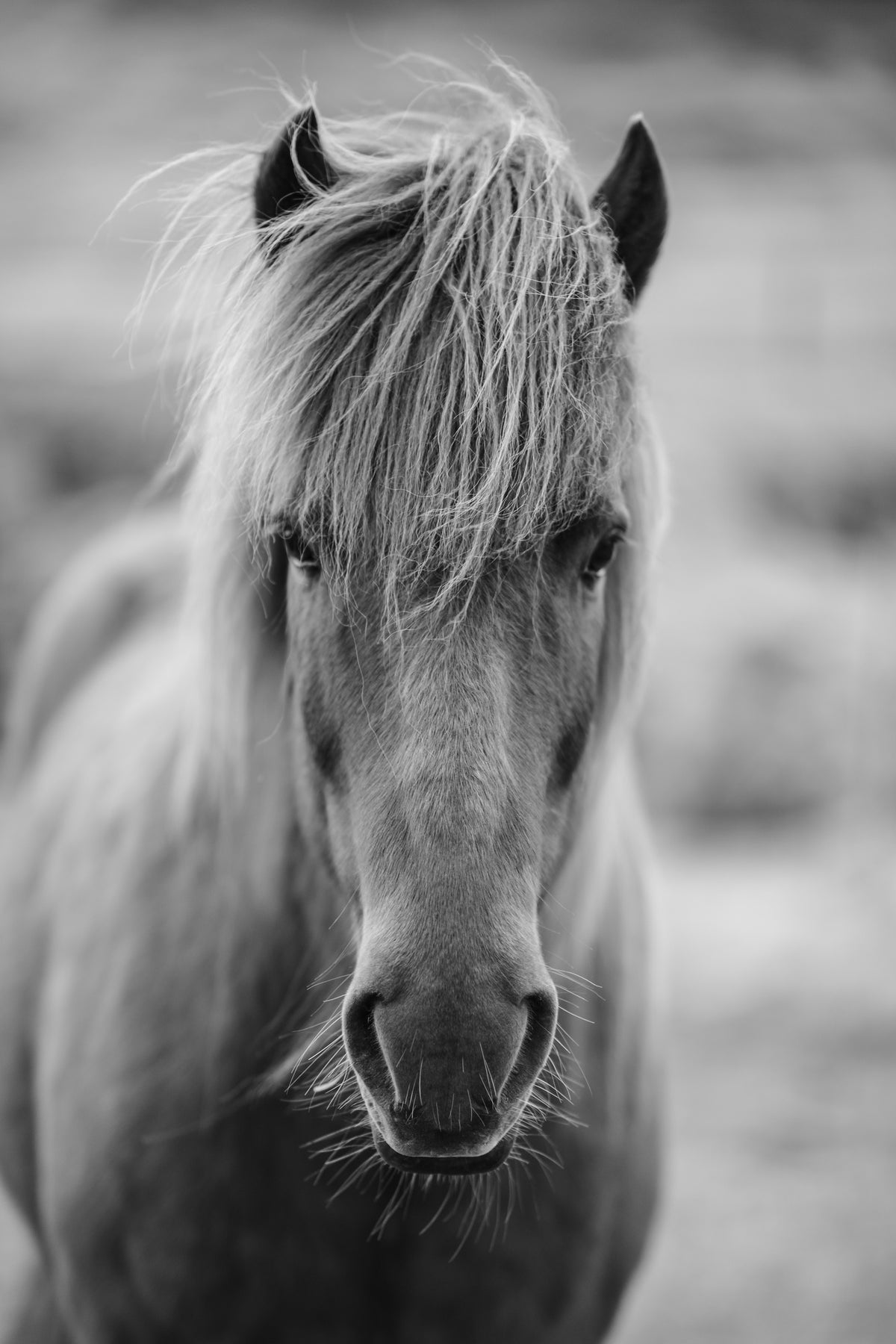 canvas-print-horse-being-at-the-corridor