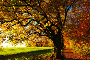 3-piece-acrylic-print-trees-in-the-autumn