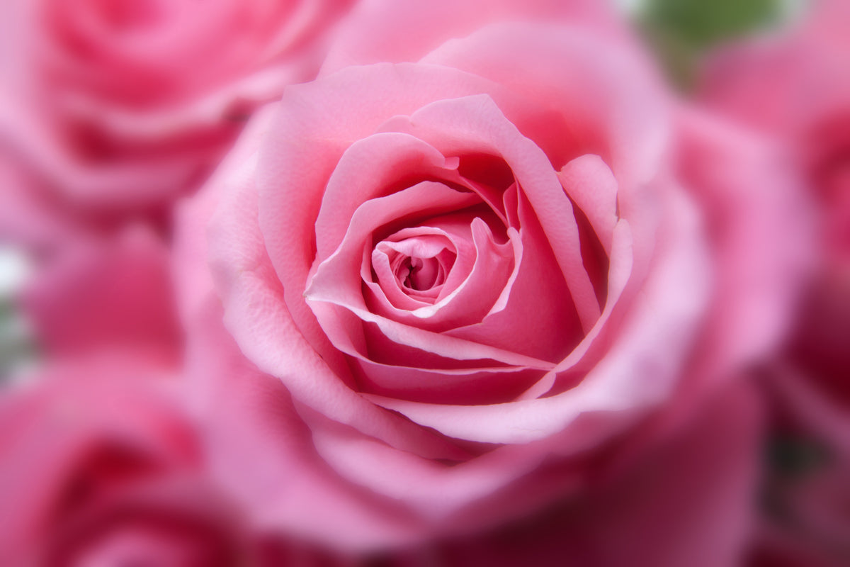 canvas-print-roses-macro
