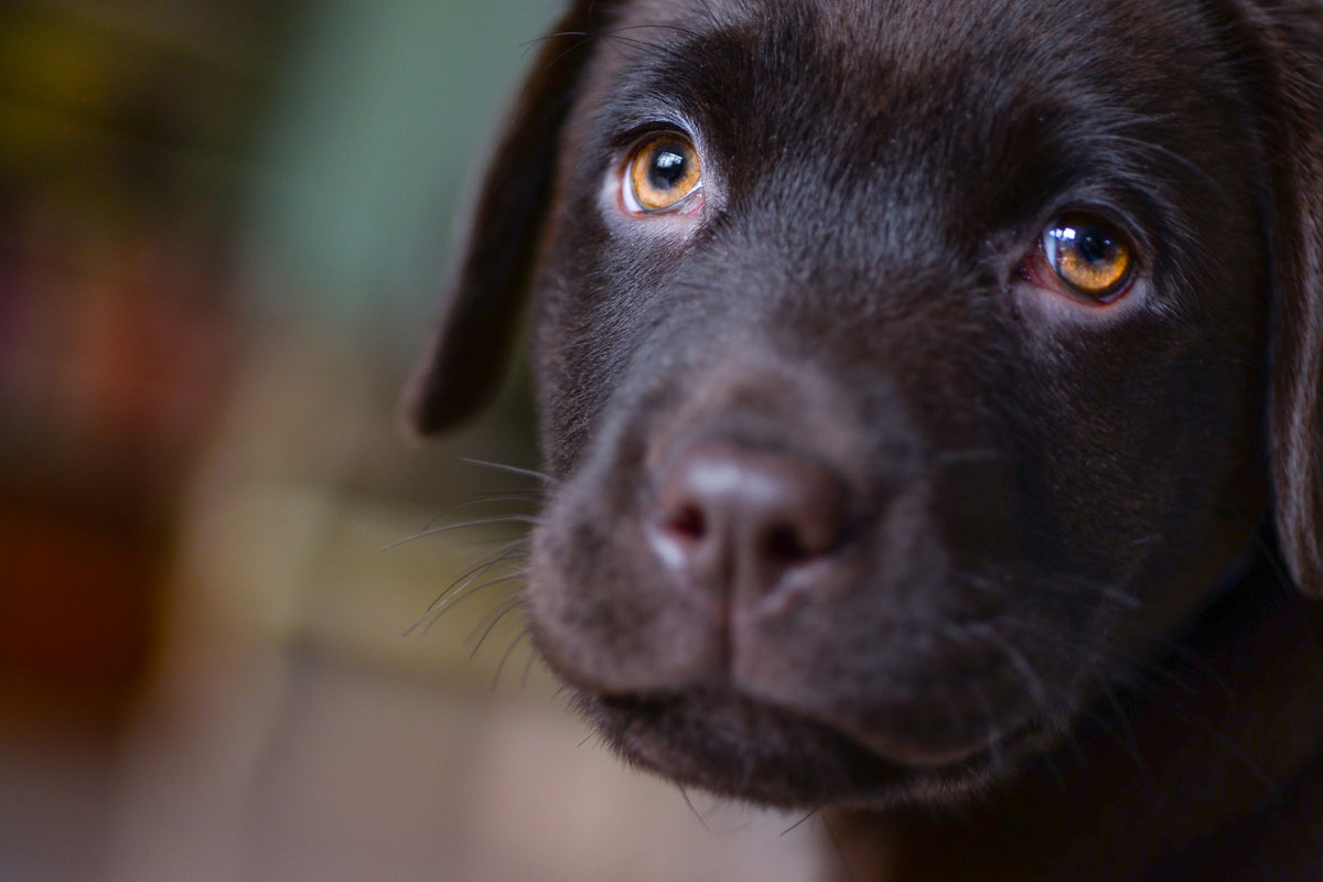 poster-print-cute-labrador-puppy