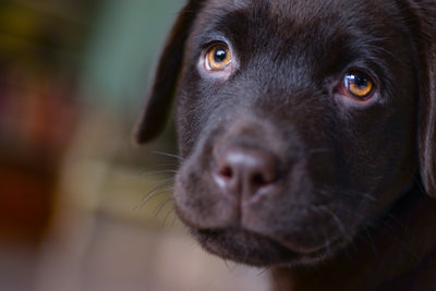 poster-print-cute-labrador-puppy