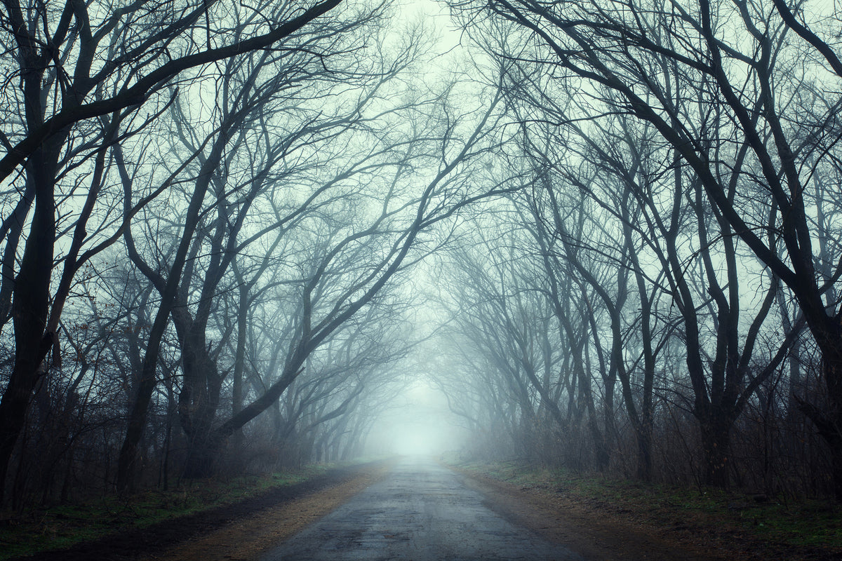 canvas-print-cloud-forest