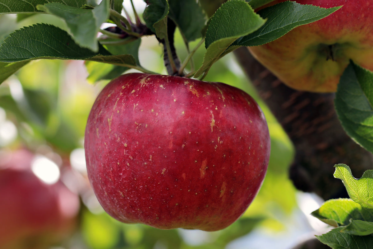 3-piece-aluminium-print-apple-in-xxl