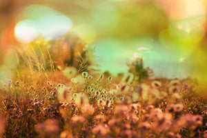 modern-3-piece-canvas-print-flower-meadow-at-twilight