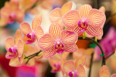 poster-print-exotic-orchids