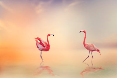 poster-print-romantic-flamingos