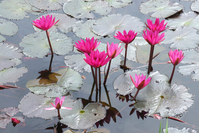 poster-print-jump-in-the-lily-pond