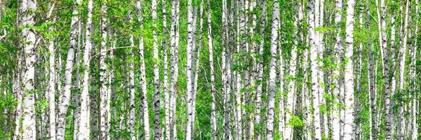 panoramic-acrylic-print-the-birch-forest-panorama
